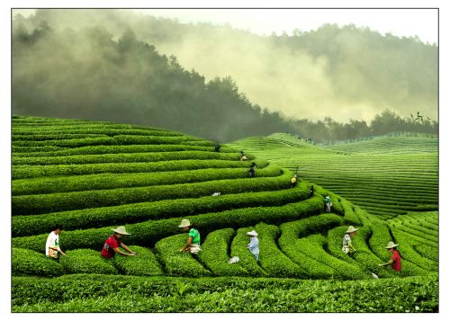 浙江武义:茶文化引领产业发展,助力乡村振兴有