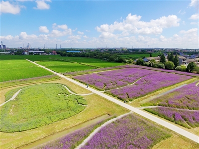 西渡街道积极落实农业花海项目,推进农艺公园建设(蔡耀放/摄)