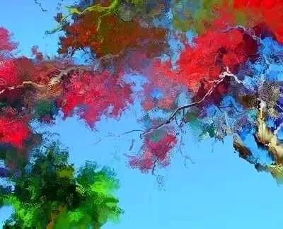 宋效民作品:凤凰花开