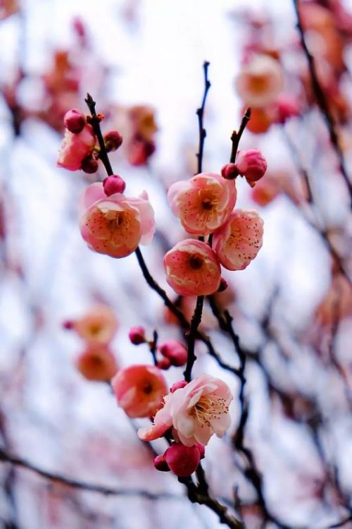 3月8日-10日 姓名带"梅"字免费游奉贤梅花节