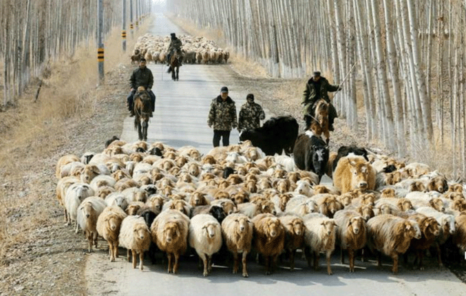 新疆印象：乡村公路的一个画面