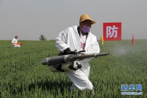 (聚焦中國經濟亮點·圖文互動)(8)夏糧收獲近八成 豐收已成定局