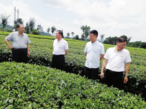 湄潭县政协主席陈佐明和县茶产办陪同遵义市茶文化研究会会长黄天俊调研欧标茶园基地。