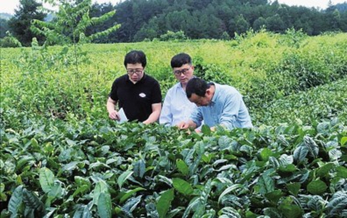 贵州大学金老师、贵州日报吕站长一行查看核桃坝石榴平茶园基地