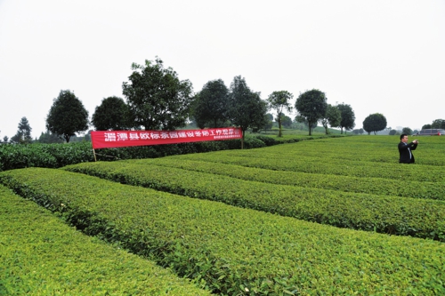 欧标茶园示范基地