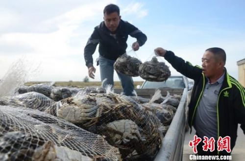 经销商将分装好的螃蟹装车。　尤文俊 摄