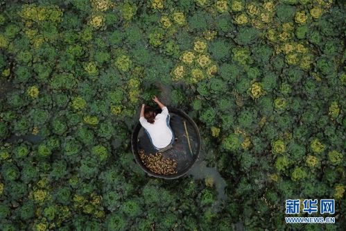 (社会)(1) 浙江湖州:秋风起 采菱忙