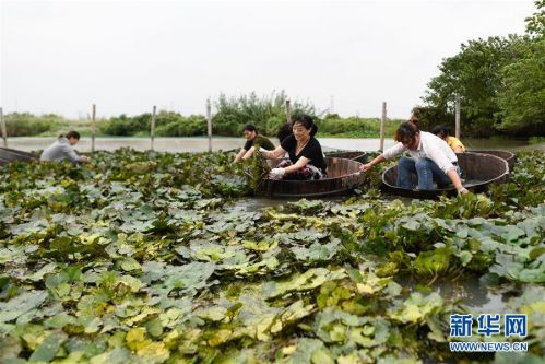 (社会)(4) 浙江湖州:秋风起 采菱忙