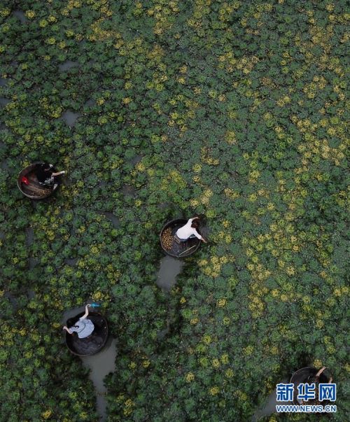 (社会)(3) 浙江湖州:秋风起 采菱忙