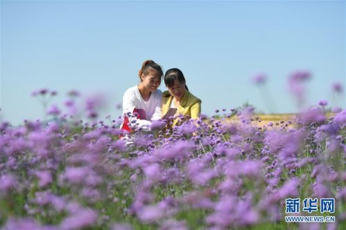 (经济)(5)河北内丘:荒地变身花海