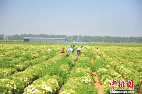 山西农村玉米地种花亩均增收4000余元采摘时节无一闲劳力