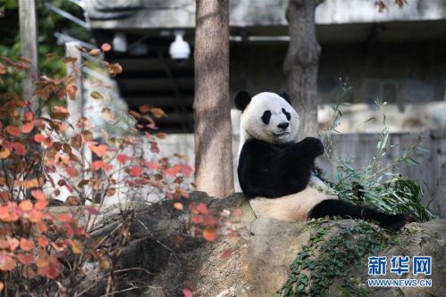 旅美大熊猫"贝贝"回国欢送活动启动