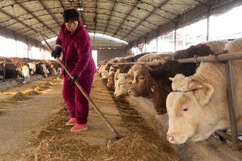 △伊赛的河南肉牛养殖基地采取合作社模式，由伊赛在小牛采购、拌料、饲养阶段给予养殖户技术指导和标准化管理。

