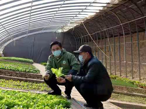 春耕备耕农业技术人员介绍蔬菜种植技术