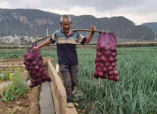 ▲紫皮洋葱是云南省建水县面甸镇农户种植的主要作物之一

