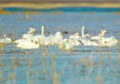 候鸟成群降落 官厅水库化身天鹅湖