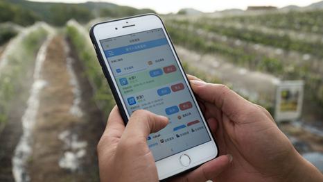 海南阿里火龙果数字基地，农民用手机“种菜”。