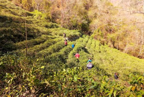 枫相乡张家院村茶叶种植基地里，数十名茶农正在细心的采摘茶叶