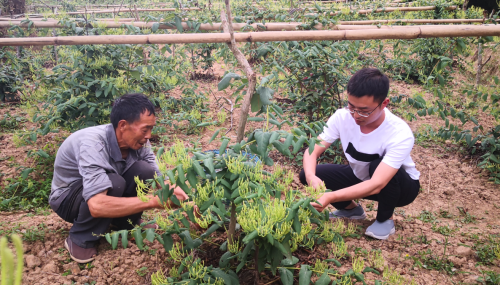 李星在指导贫困户采摘金银花