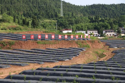 浙川（武义嘉陵）协作晚熟柑桔柠檬项目基地。中国经济导报 记者沈贞海 摄