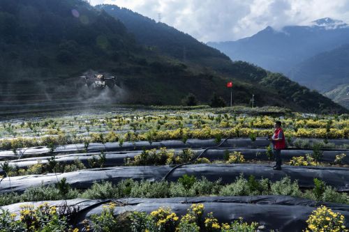 ▲怒江州泸水市老窝村党支部致富带头人左雪峰变身飞手，在学习使用自动喷药飞机为拼多多精准扶贫基地喷药，300亩橘园几天就能完成标准化喷药工作。（穆功／摄）

