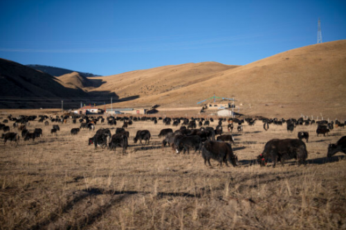 阿坝县的天然牧场水草丰美，肥硕的牦牛成为一道美丽的风景。余日迁摄