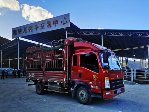 又一辆装载牦牛的货车驶出壤塘县牦牛交易市场。温州投资180多万元援建的壤塘县首个牦牛交易市场，从一头牛没有到现在一天最大交易量可达300头。余日迁摄