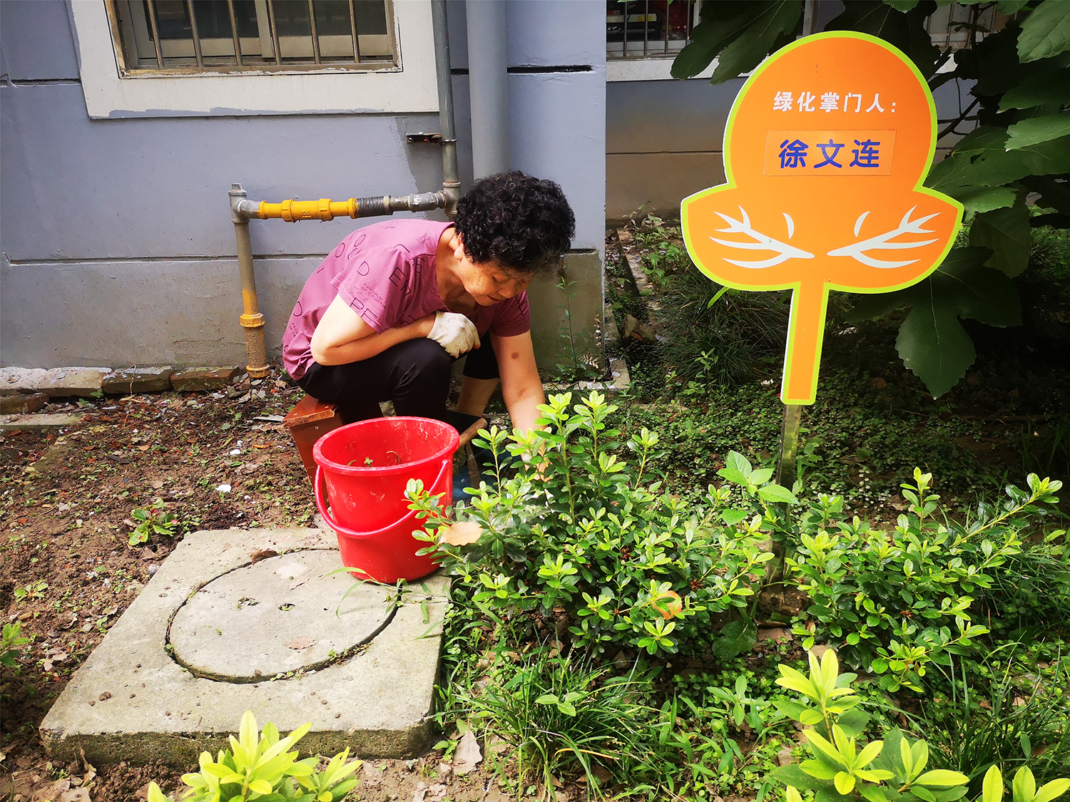 居民还自发成立“花草君”绿化志愿种植队，承包自家楼下绿化带，积极改造绿化带荒草丛生现象，打造小区“袖