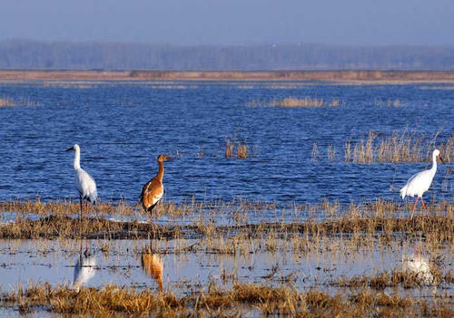 “十三五”我国投资近百亿元保护湿地