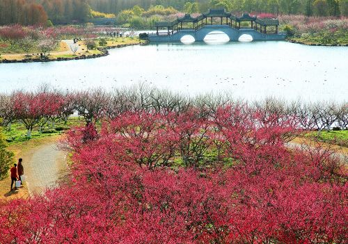 奉贤海湾国家森林公园40000余株梅花开得正欢