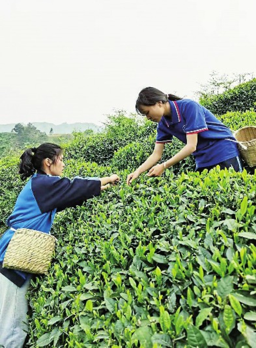  都匀毛尖茶主产区螺丝壳茶区的采摘现场。梁定宇/摄