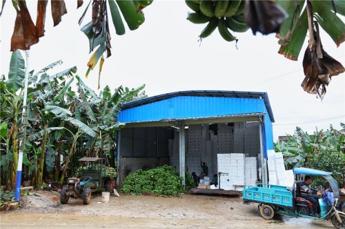自从小米蕉大火后，不少村民都过上了早上砍蕉白天打包的“双工种”生活，一天满工时的收入接近300元。（摄影：安舜）