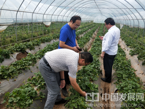 陶磅专家调研草莓基地