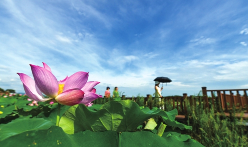  湖南常宁：农旅融合助增收      湖南省衡阳市常宁市的荷花种植历史悠久。近年来，当地依托传统产业优势和良好的农业基础，积极发展生态休闲观光农业和乡村旅游，打造多个农旅融合综合体，推进特色农业与休闲观光、乡村旅游、健康养生等深度融合，助农增收。图为游客在在常宁市胜桥镇苍坪村赏荷游玩。新华社