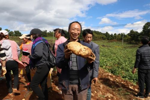 马树镇马树社区洋芋丰收  姜连聪 摄