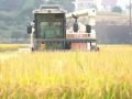 浙江嵊州进入丰收季：2000多亩水稻、4000多亩油茶…就在三界、下王、崇仁和金庭
