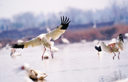  鹤舞赣鄱    新年伊始，位于鄱阳湖畔的江西南昌五星白鹤保护小区，迎来越冬的国家一级保护鸟类白鹤。新华社