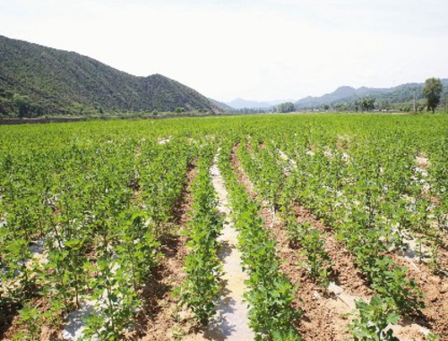 静乐县藜麦种植基地。