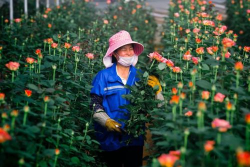 ▲云南鲜花全国知名，诸多商家借助拼多多“农地云拼”模式，助力当地鲜花产业链升级，带动花农增收。（穆功/摄）

