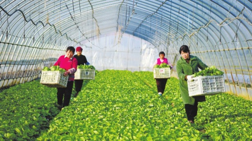  近年来，为推动农村经济发展，安徽省各地在推动乡村振兴及美好乡村建设中积极实施“一村一品”强村工程。图为安徽省肥西县花岗镇八里社区燕邦蔬菜种植农场的村民在采收蔬菜。新华社