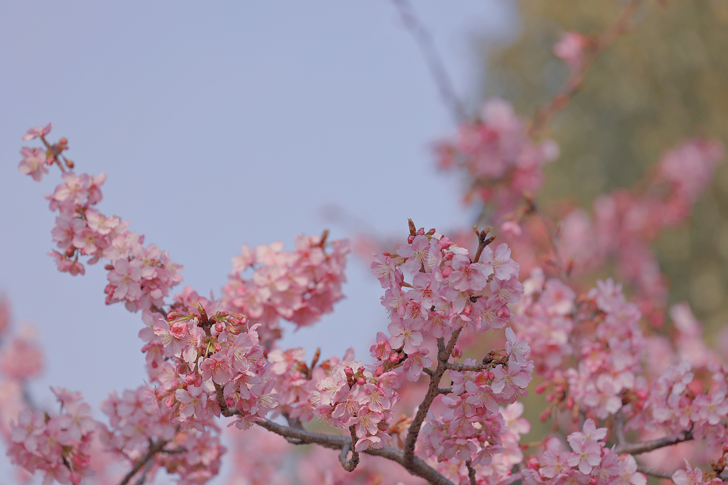 “上海櫻花節”將從3月15日延續至4月15日。