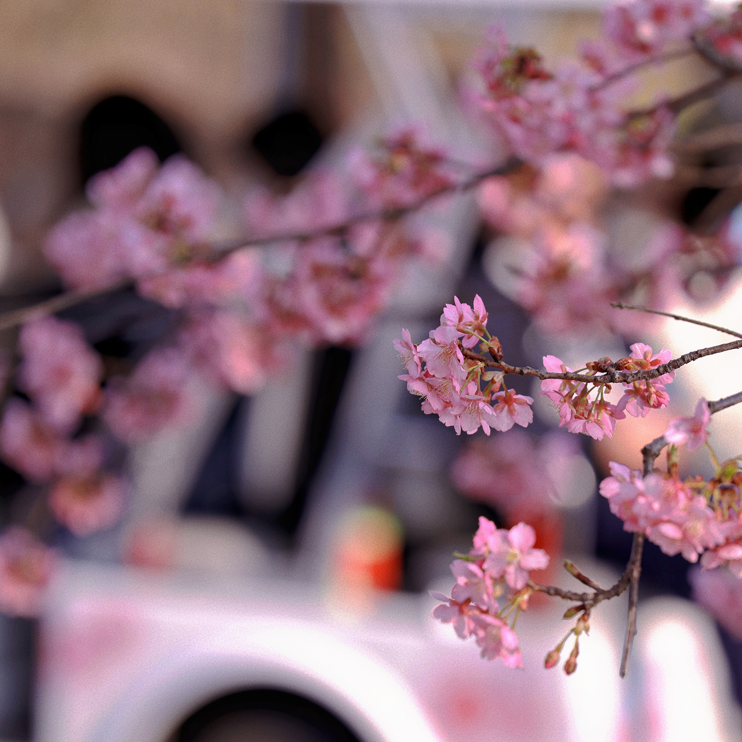 根據最新花訊，公園數量最多的染井吉野櫻，預計在三月中下旬迎來盛放期。