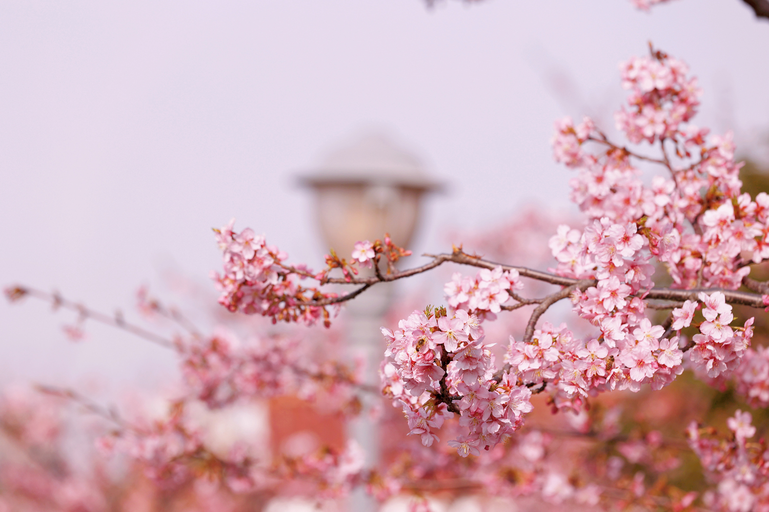 1.6万株樱花织就一片浪漫的粉色“樱花海”。