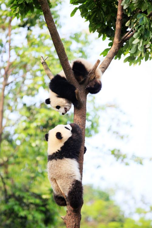 碧峰峡大熊猫基地 雅安市文体旅游局供图