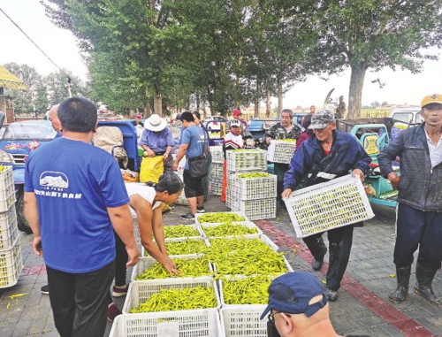  大同市云州区西坪镇唐家堡黄花基地，村民正在出售刚刚采下的鲜黄花。大同市乡村振兴局/供图