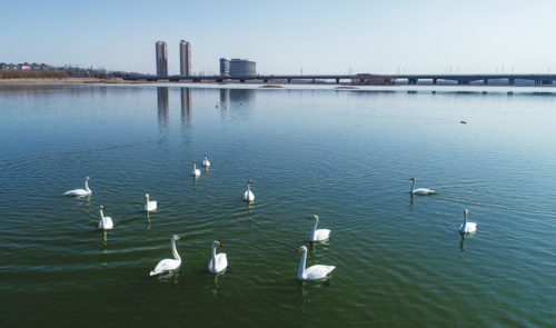  宁夏中卫：黄河湿地迎来大天鹅           宁夏中卫市近年来积极实施推进宁夏黄河流域生态保护和高质量发展先行区建设，在黄河生态整治、滩区治理等一系列措施实施下，黄河湿地生态环境明显改善，每年春秋季节都会迎来大批候鸟来此驻足。图为大天鹅在中卫市香山湖国家湿地公园游弋。新华社