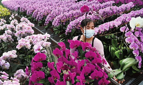  陕西省西安市蓝田县洩湖镇一花卉基地员工在搬运蝴蝶兰，准备投放市场。新华社