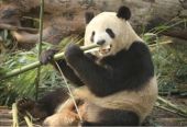 能量文旅：熊猫之乡，天府之国——四川