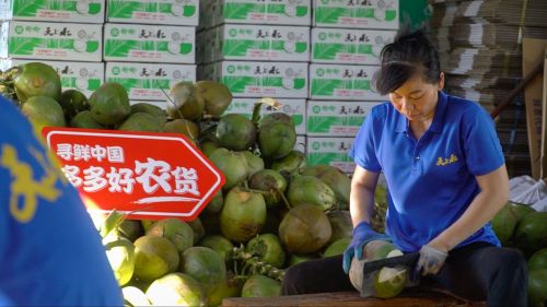 ▲椰子是海南文昌的富民产业。这个总人口不足7万的小镇，有1.5万人从事着与椰子相关的工作。柯布｜摄