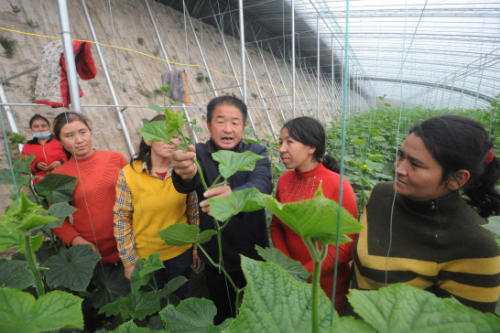 山东农技专家在蔬菜大棚里给菜农进行技术辅导。摄影：马春龙
